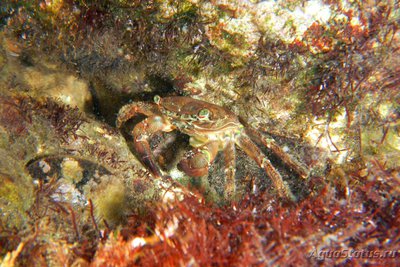 Краб "Мраморный" ( Pachygrapsus marmoratus )