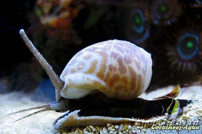 Улитка песчаная нассариус (Nassarius sp.)