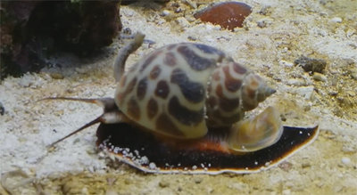 Улитка песчаная нассариус (Nassarius sp.)