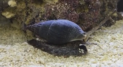 Улитка песчаная нассариус (Nassarius sp.)
