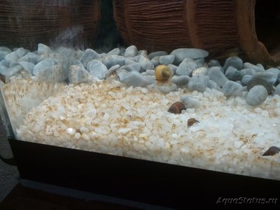 Фото Диатомовые водоросли в новом аквариуме (photo#116192)