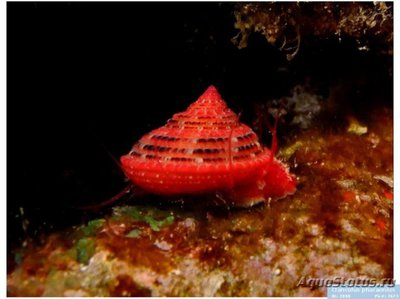 Улитка Кланкулюс фараониус (Clanculus pharaonius)