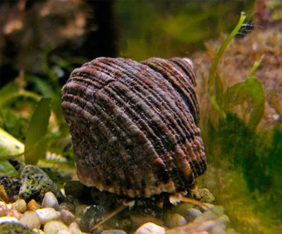 Улитка-водорослеед астрея тюрбановая (A­strea snail )