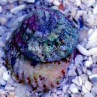Улитка астрея (Astraea tecta)