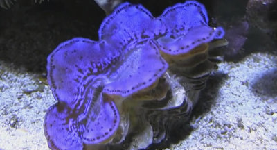 Тридакна Максима (Tridacna maxima)
