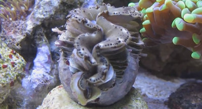 Тридакна Максима (Tridacna maxima)