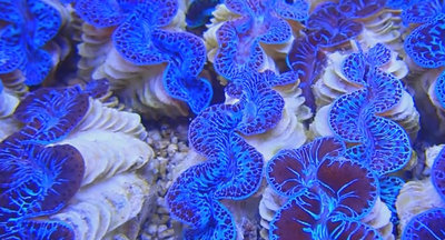 Тридакна Максима (Tridacna maxima)