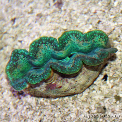 Тридакна Кроцея (Tridacna crocea)