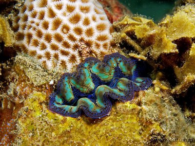 Тридакна Кроцея (Tridacna crocea)