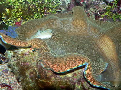 Тридакна Дераза (Tridacna derasa)