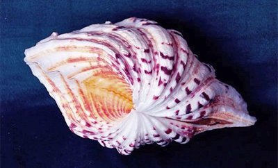 Фарфоровый моллюск  ( Нippopus hippopus )