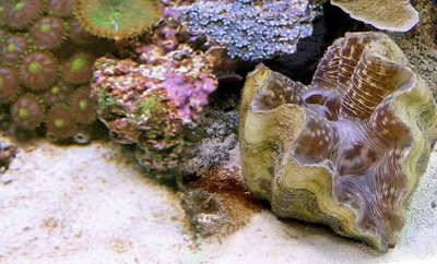 Фарфоровый моллюск  ( Нippopus hippopus )