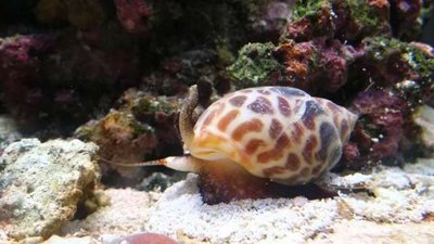 Улитка Бабилония ( Babylonia Spiratus )