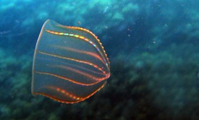 Гребневик Мнемиопсис (Mnemiopsis leidyi)