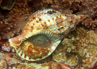 Улитка Рог тритона ( Charonia tritonis )