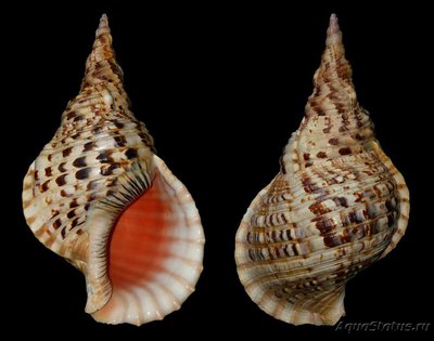 Улитка Рог тритона ( Charonia tritonis )