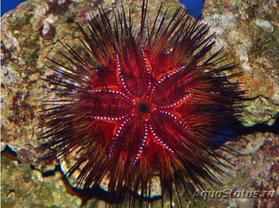 Фото Еж красный, диадемовый Astropyga radiata  (photo#116290)