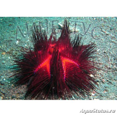 Фото Еж красный, диадемовый Astropyga radiata  (photo#116294)