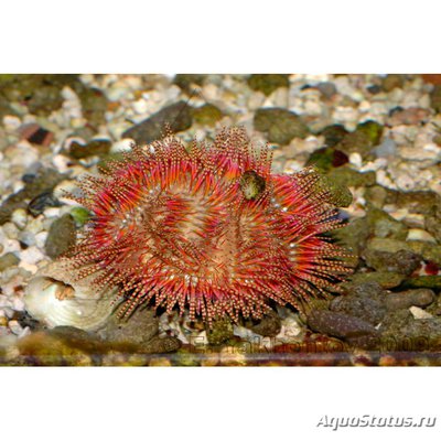 Еж красный короткоиглый (Salmacis sp)