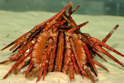 Еж грифельный эуцидарис карибский (Eucidaris tribuloides)