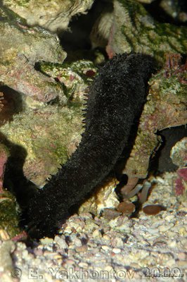 Голотурия, морской огурец (Holothuria sp.)