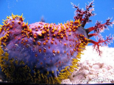 Голотурия, морское яблоко (Pseudocolochirus tricolor)