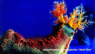 Голотурия, морское яблоко (Pseudocolochirus tricolor)