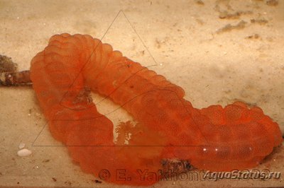 Голотурия синапта красная  (Synapta maculata)