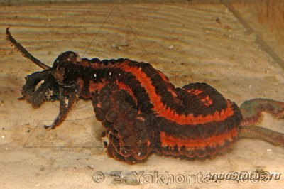 Голотурия синапта красная  (Synapta maculata)