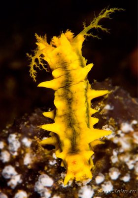Голотурия желтая, морской огурец желтый (Colochirus robustus)