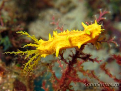 Голотурия желтая, морской огурец желтый (Colochirus robustus)