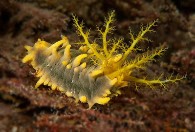 Голотурия желтая, морской огурец желтый (Colochirus robustus)