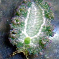 Голожаберный моллюск плиссерованный (Elysia crispata)