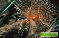 Веерный червь Биспира (Bispira sp.)