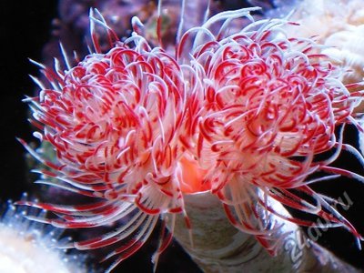 Веерный червь Биспира (Bispira sp.)