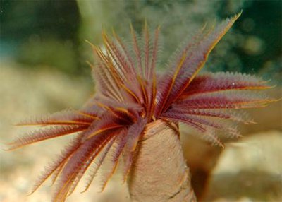 Веерный червь Сабеластарта индийская (Sabellastarte spectabilis)