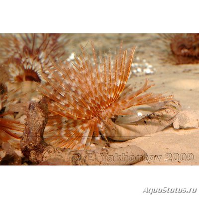 Веерный червь Сабеластарта магнифика (Sabellastarte magnifica)