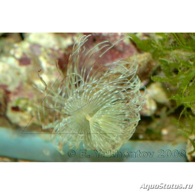 Веерный червь Сабеластарта красная/белая (Sabellastarte sp.)