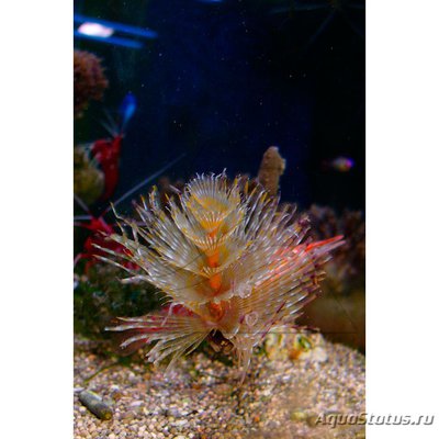 Веерный червь Спиробранхус (Spirobranchus sp.)
