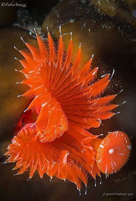 Веерный червь Серпула (Serpula columbiana)