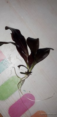 Опознание аквариумных растений