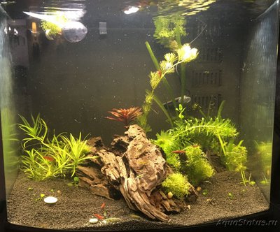 Фото Аквариум Sera Biotop Nano Cube LED креветочник 60 литров ALexYF  (photo#116500)