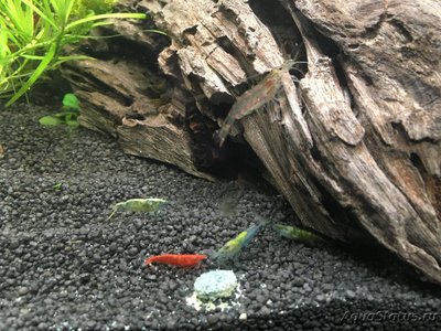Фото Аквариум Sera Biotop Nano Cube LED креветочник 60 литров ALexYF  (photo#116501)