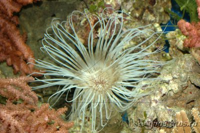 Анемон трубчатый цериантус (Tube Anemone )