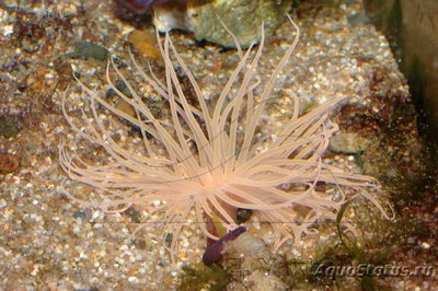 Анемон трубчатый цериантус (Tube Anemone )
