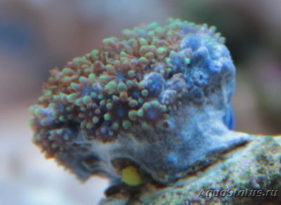 Фото Симподиум Blue Green Sympodium  (photo#116650)