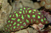 Фото Платигира Platygyra sp.  (photo#116651)