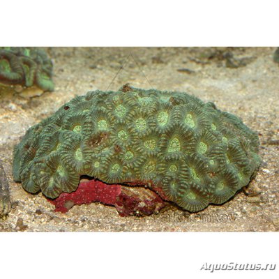 Фото Платигира Platygyra sp.  (photo#116652)