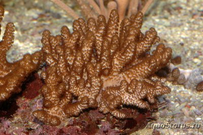 Фото Кладиелла Cladiella sp.  (photo#116700)