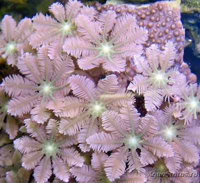 Фото Клавулярия Clavularia sp.  (photo#116704)